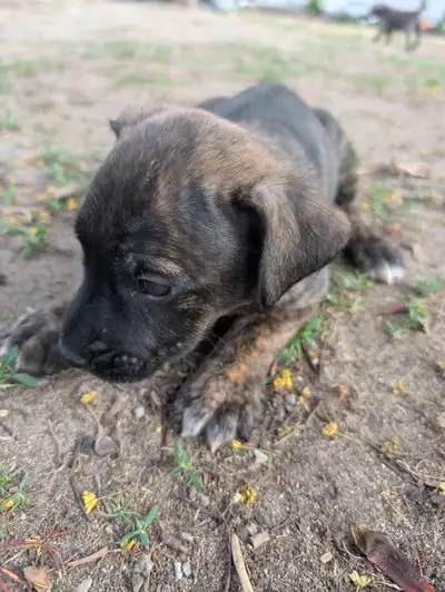 King Corso puppies, View more