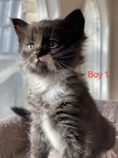 ✨ Kittens Ready for New Homes on December 5 — Born October 10 ✨, View more