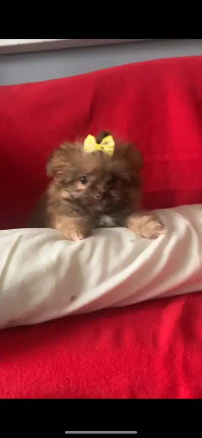 SHIPOM PUPPIES/Vaccinated, View more