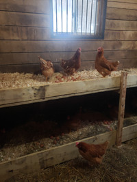 Chickens (egg laying) for sale