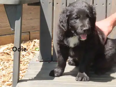 Golden Retriever mix puppies, View more
