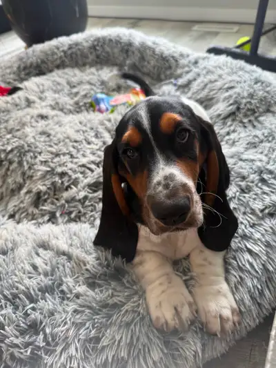 5 month old Basset Hound Puppy, View more