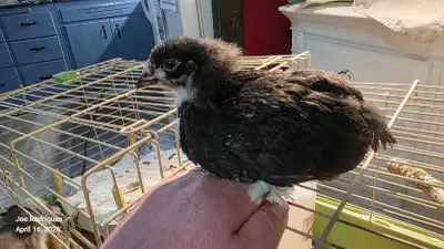 Americauna and Marans chicks  UNSEXED  they are taken pending pi, View more