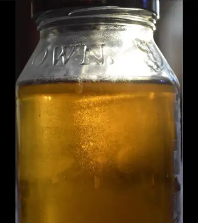 vinegar eel starter culture , View more