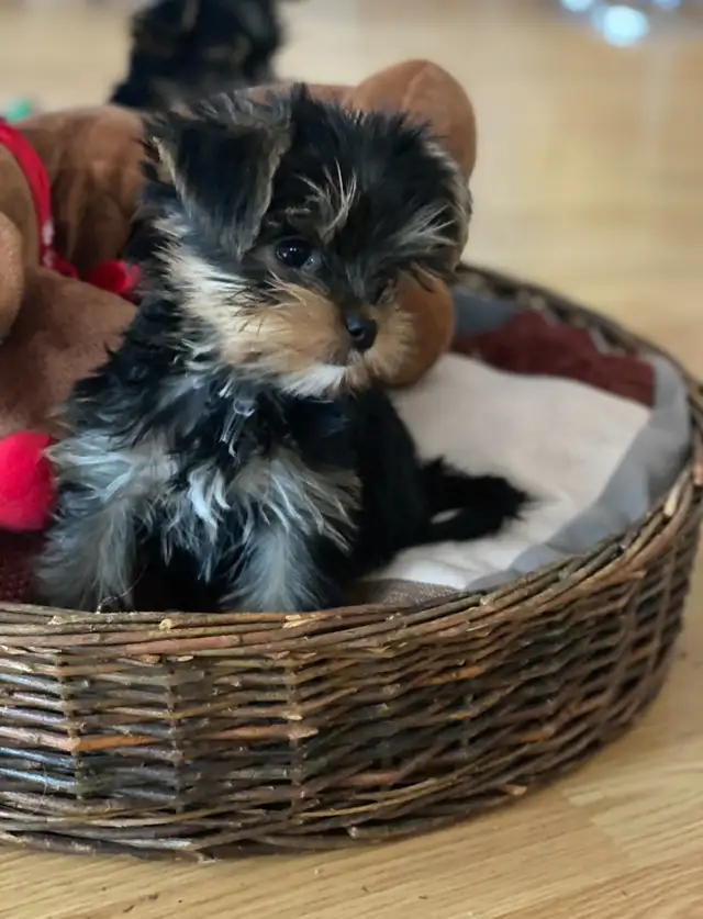 HIGH QUALITY MINIATURE YORKIE PUPPIES in Dogs & Puppies for Rehoming in City of Toronto - Image 5