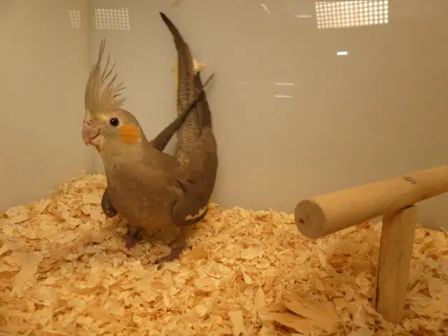 DNA tested Hand fed Hand raised Cockatiel Babies in Birds for Rehoming in Victoria - Image 8