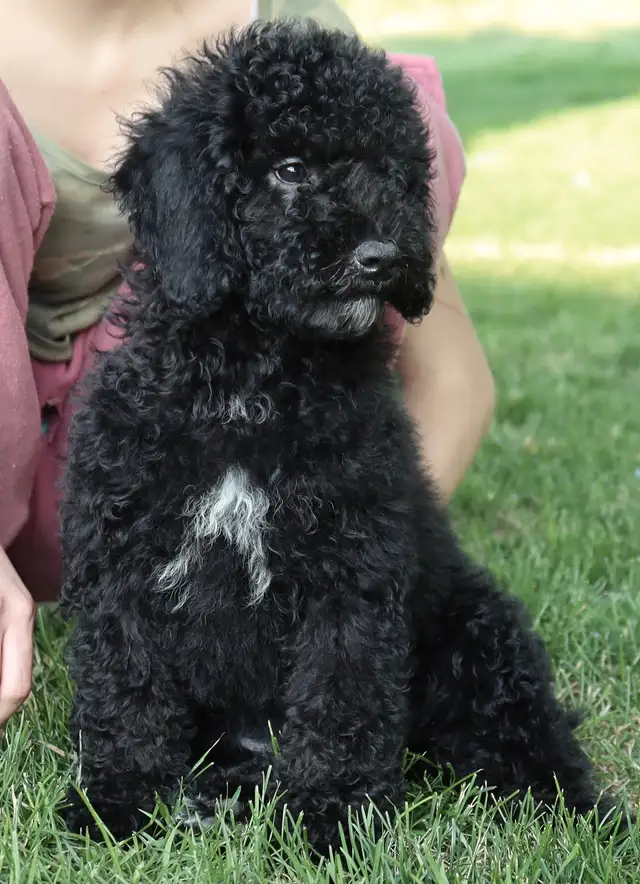 Mini bernedoodle and mini aussie bernedoodle puppies in Dogs & Puppies for Rehoming in Mississauga / Peel Region - Image 5