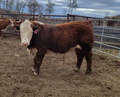 Yearling and proven 2year old bulls available bred,fed and priced for the commercial producer.$4500-...