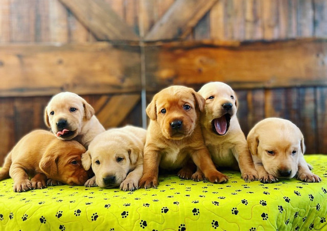 Ckc labrador retriever sale