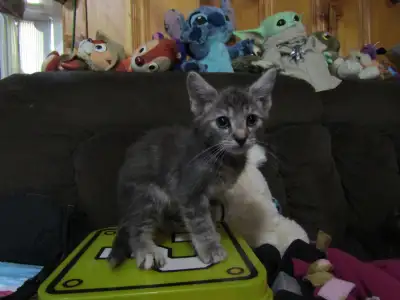 Kittens for adoption, View more