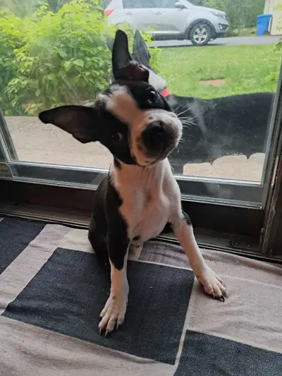 Bébé Boston Terrier chien, View more