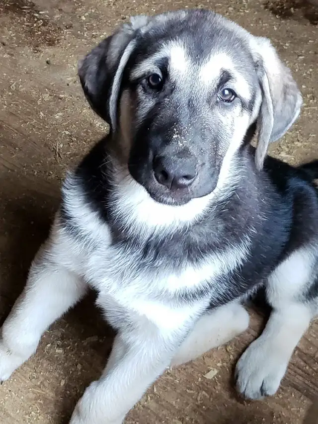 Turkish Kangal Puppies in Dogs & Puppies for Rehoming in Moncton - Image 4