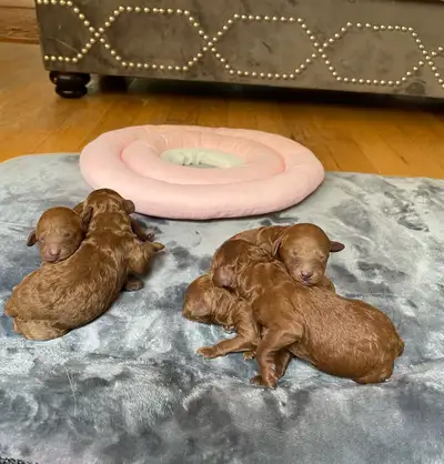 Rare red miniature poodle puppies, View more
