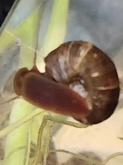 Ramshorn Snails, 6 for $5, View more
