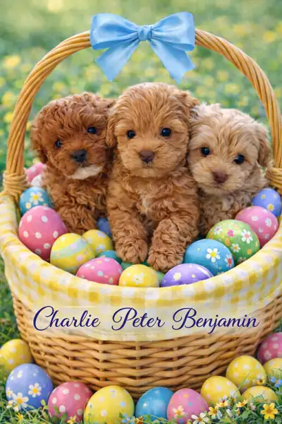 Teddy  Bear Maltipoo, View more