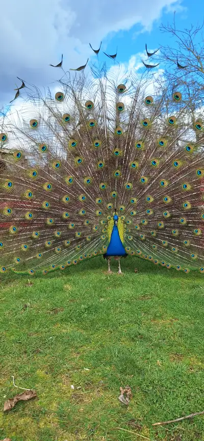 Peafowl for sale, View more