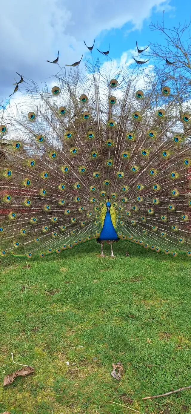 Peafowl for sale in Birds for Rehoming in Delta/Surrey/Langley - Image 2