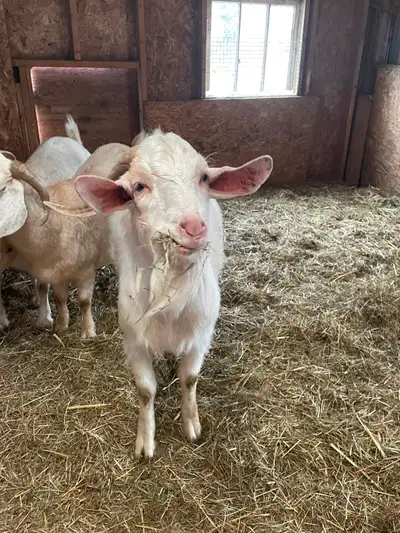 Proven 3 yr old Buck, View more