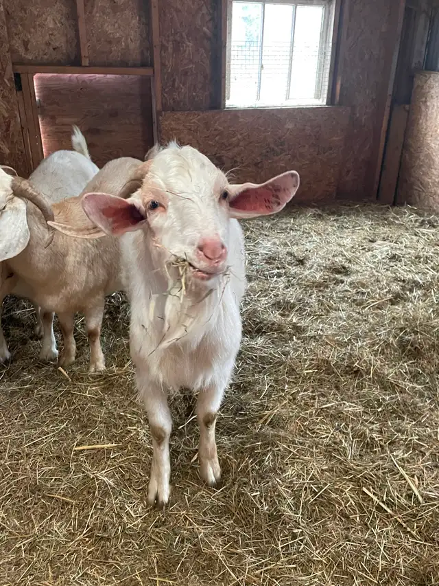 Proven 3 yr old Buck in Livestock in Yarmouth - Image 2