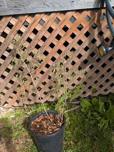 plants argousiers, View more