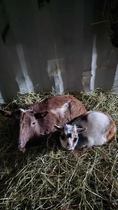 Registered Nigerian Dwarf Doe , View more