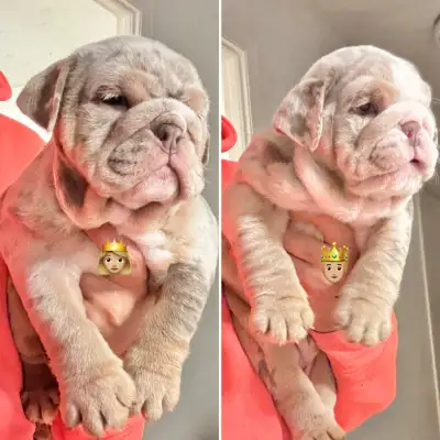 Lilac chocolat Merle English bulldog - bouledogue anglais ⭐️, View more
