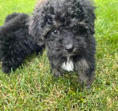 Toy Yorkie Poo, View more