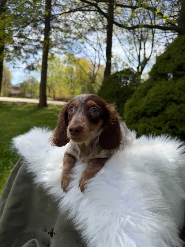 Beautiful Miniature Long-Haired Dachshund Puppy - last one in Dogs & Puppies for Rehoming in City of Toronto - Image 3