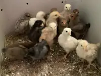 Chicks barnyard mix