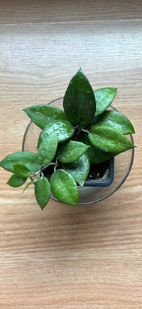Hoya Black Margin in nursery pot