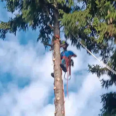 AshTree Service, View more