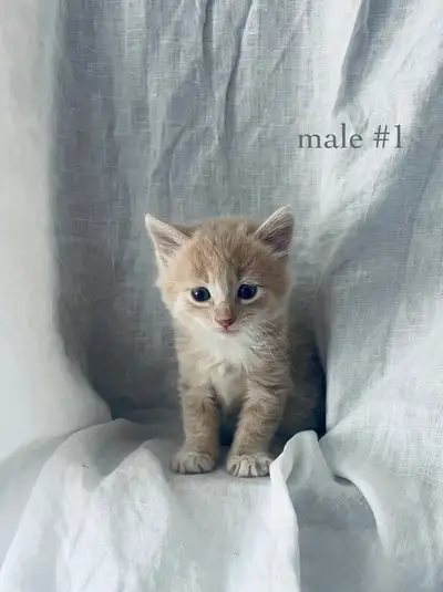 5 cuddly and adorable kittens almost ready for their furever homes.. there are 4 males ( 2 grey and...