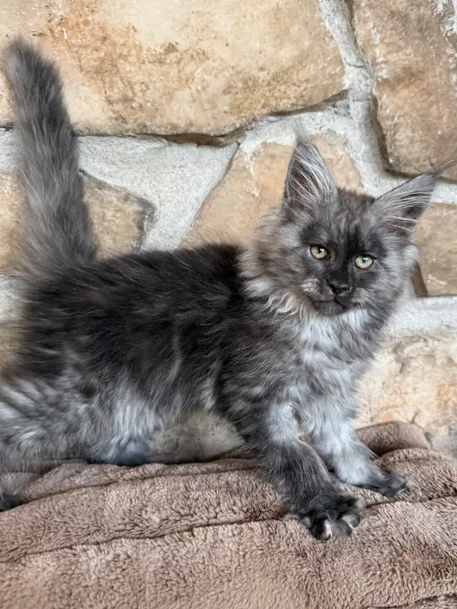 Devon rex & Maine Coon pure race enregistré TICA in Cats & Kittens for Rehoming in Québec City - Image 10