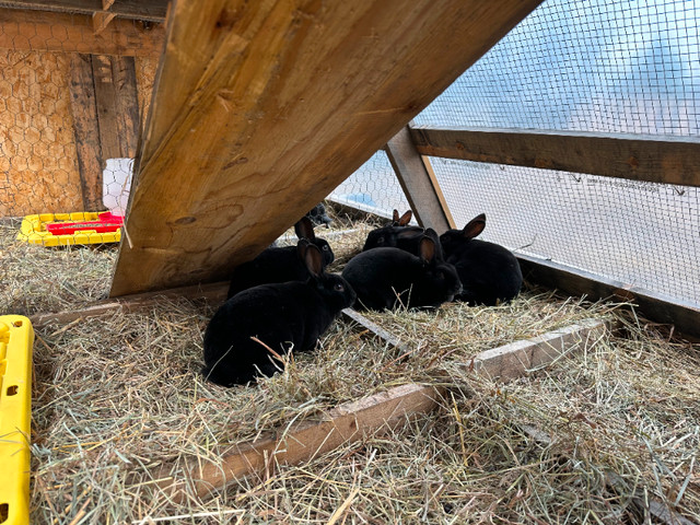 Rex Rabbits in Small Animals for Rehoming in North Bay