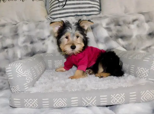 Tiny Toy Yorkie terrier puppy in Dogs & Puppies for Rehoming in City of Toronto - Image 3