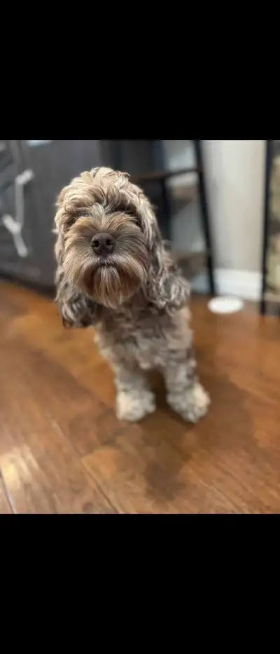 Cockapoo, View more