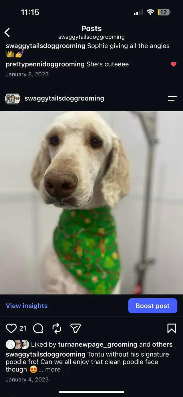 Dog Grooming 528474588997888001