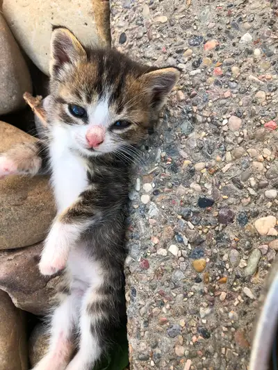 Barn Kittens for sale, View more