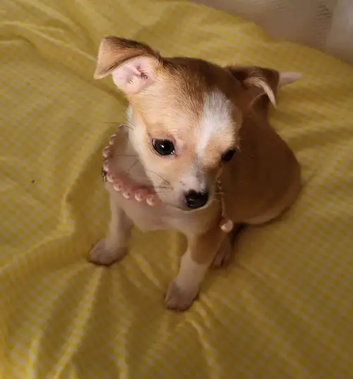 Chihuahua puppies Ready for new homes Very well socialized All have wonderful personalities They hav...