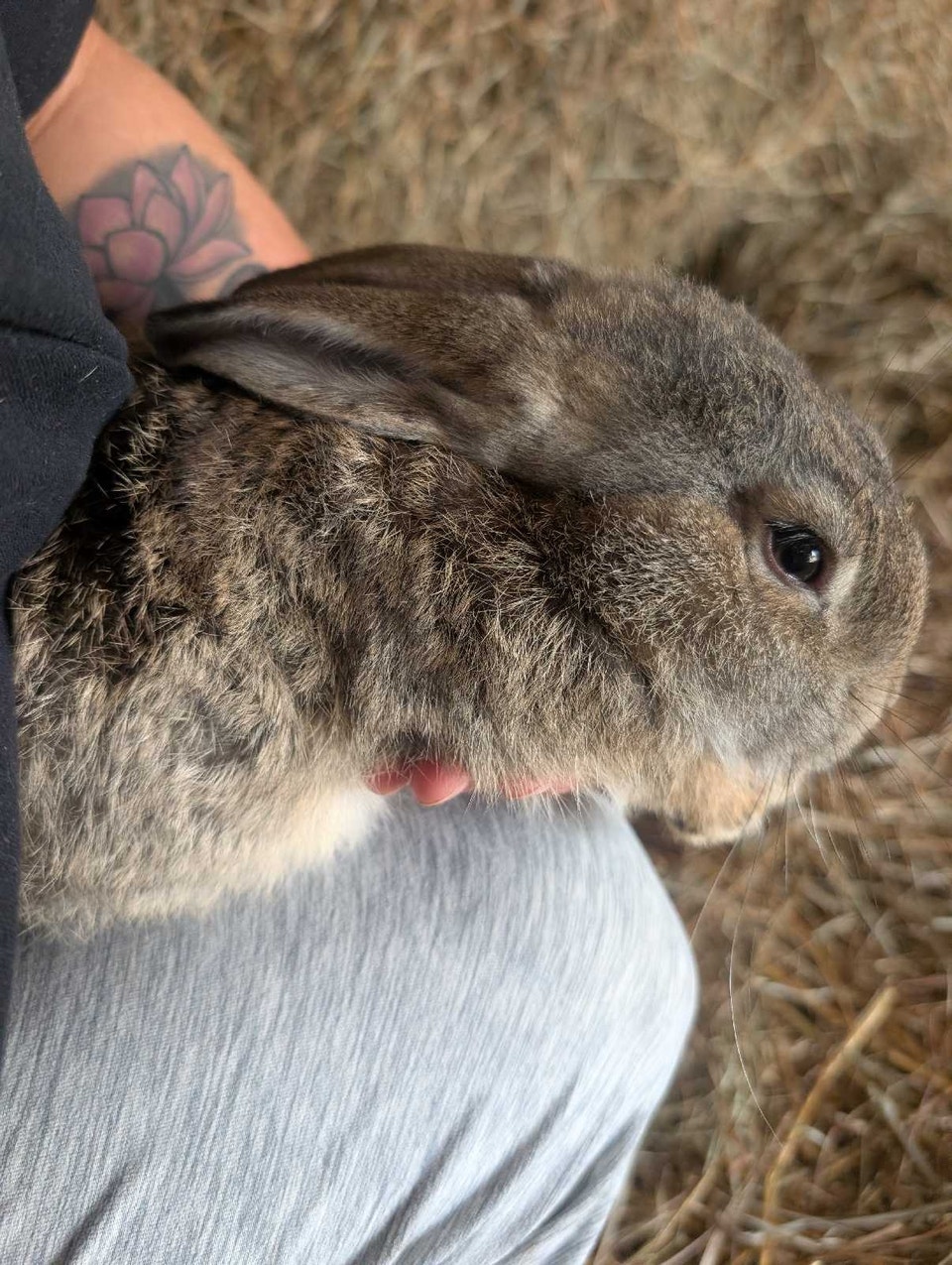 Flemish giant rabbit | Small Animals for Rehoming | Owen Sound | Free ...
