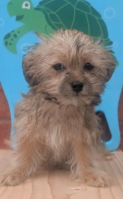 Shorkie puppies, View more