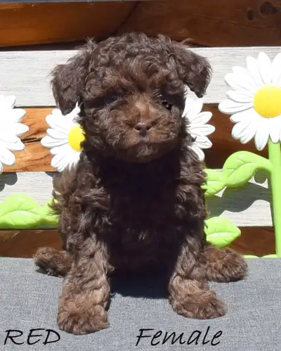 Mini Aussiedoodle Puppies! 500$ CANADA DAY SPECIAL, View more