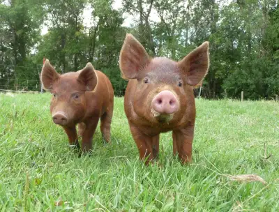 ISO Weanling pigs, View more