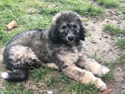gorgeous Bernedoodle pup, one left!!! Pending pick up, View more