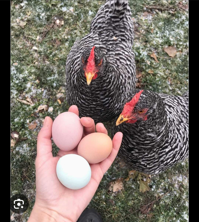 I am looking to buy fertilized chicken eggs  in Other in Miramichi
