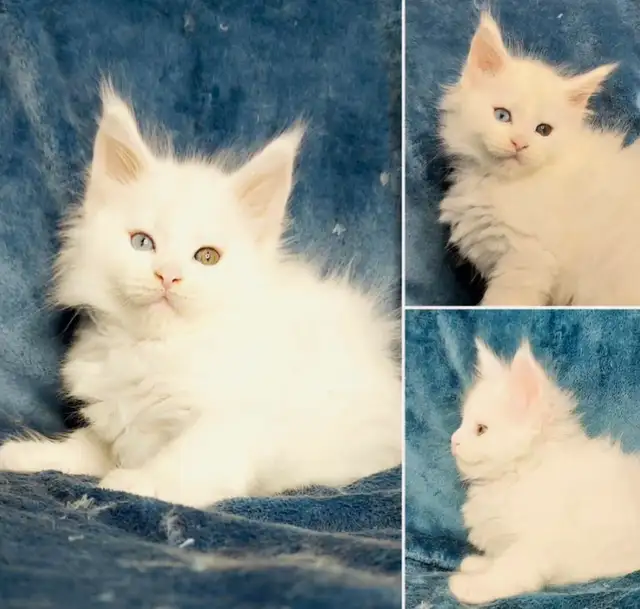 Maine Coon kittens registered CCA