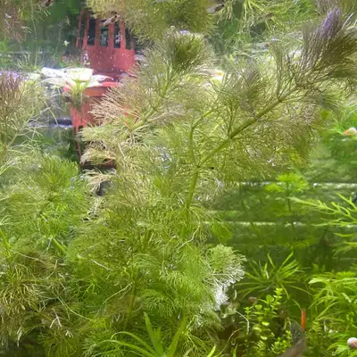 Easy to grow aquarium plants. No CO2 or fertilizer used!!!!! Picture #1: Limnophila Sesiliflora $1/s...
