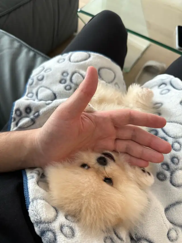 Pomeranian puppy in Dogs & Puppies for Rehoming in City of Montréal - Image 4