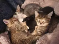Kittens for rehoming!