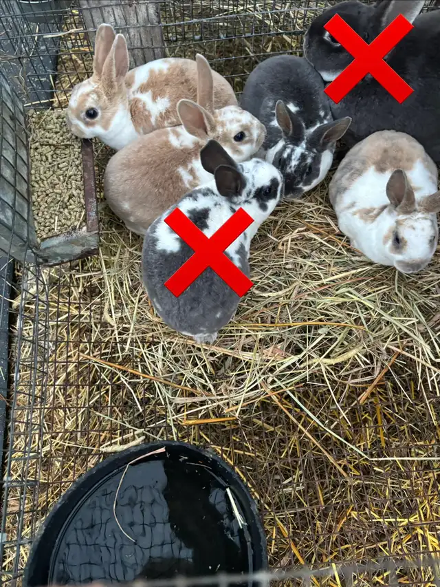 Mini Rex Bunnies in Small Animals for Rehoming in Ottawa - Image 3